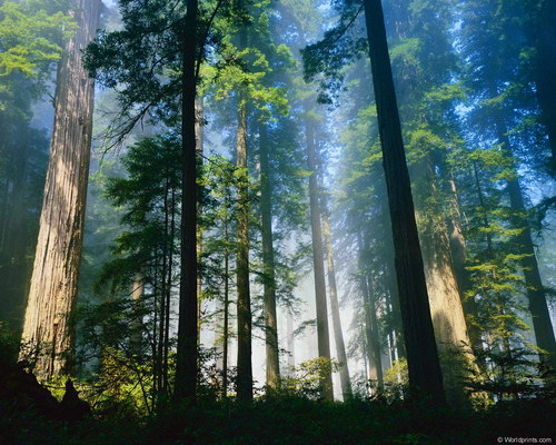 Изображение леса